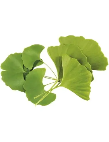 Novadiet Ginkgo 30 Cap.