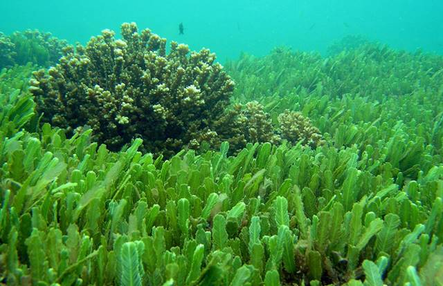 alga espirulina