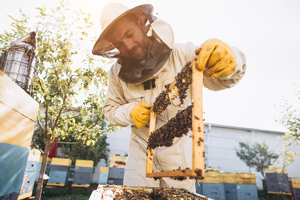 Apicultor extrayendo una celda con abejas