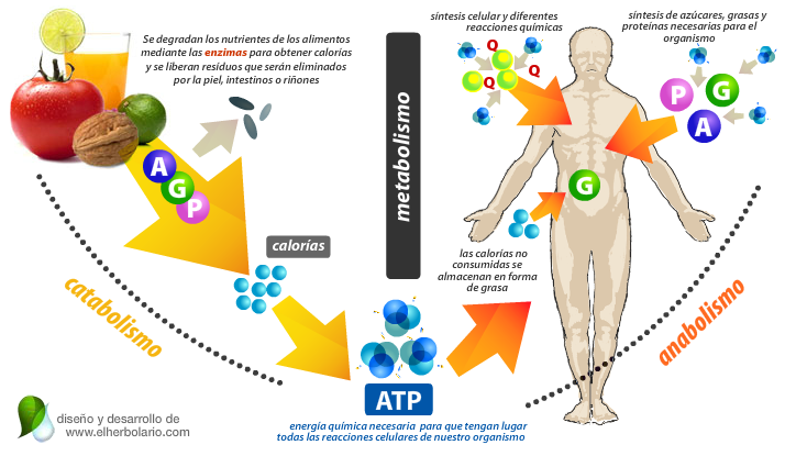 Metabolismo - Anabolismo y Catabolismo