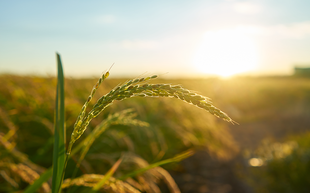 detail-rice-plant-sunset-valencia-with-plantation-out-focus-rice-grains-plant-seed.png